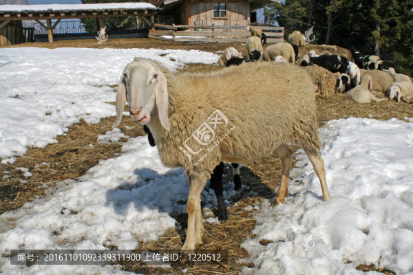 羊在山上吃草，在雪地里吃草