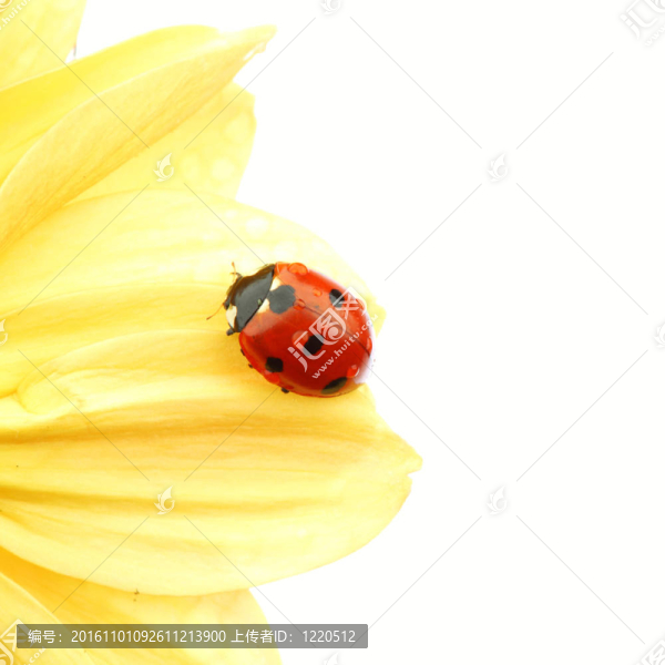 在黃色的花瓢蟲