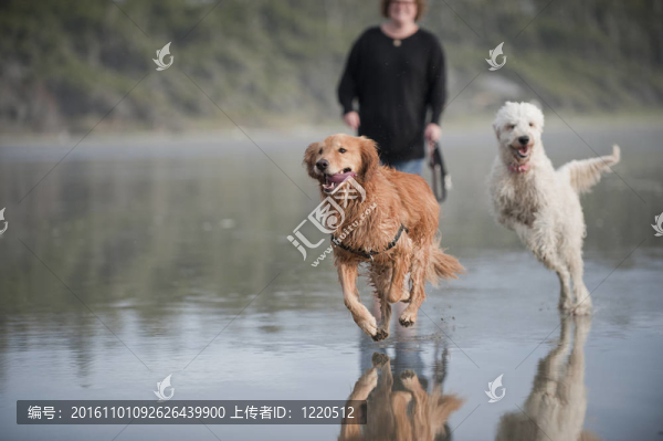 兩只狗在海灘上奔跑