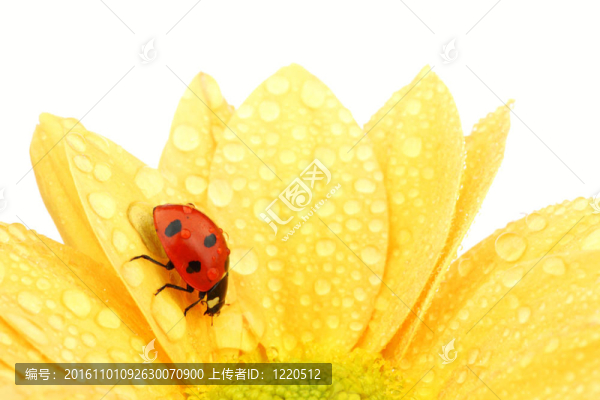 在黃色的花瓢蟲(chóng)