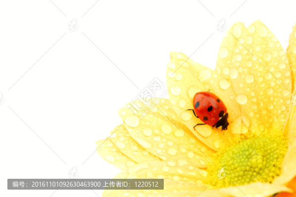 在黃色的花瓢蟲