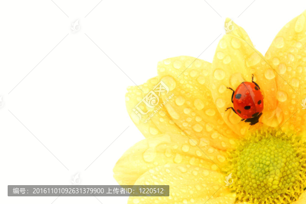 在黃色的花瓢蟲(chóng)