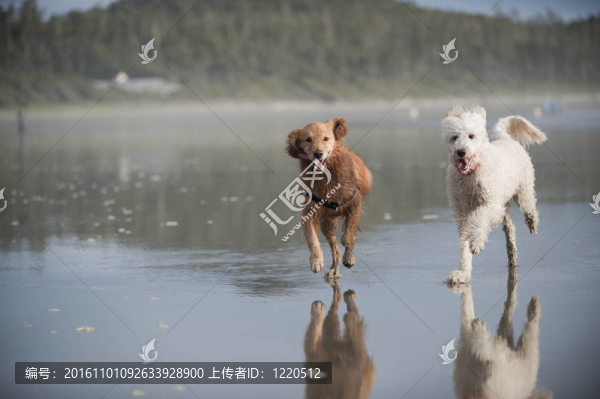 兩只狗在海灘上跑2