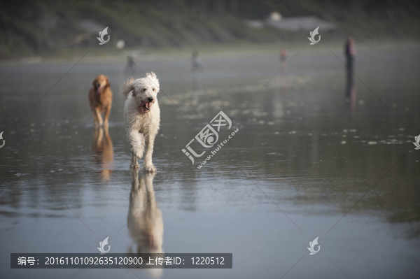 白色的狗在海灘上跑