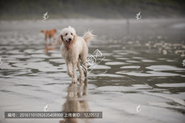 白色的狗在海灘上跑