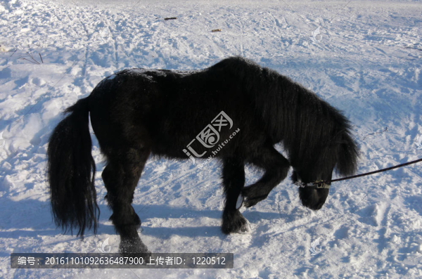 雪中的黑色小馬