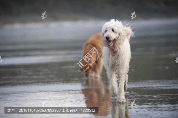 白色的狗在海灘上跑