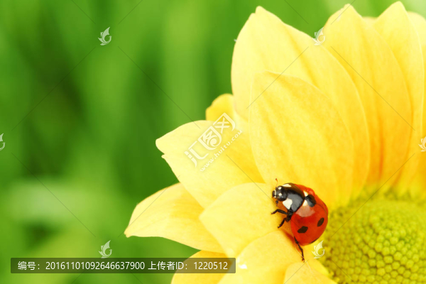 在黃色的花瓢蟲
