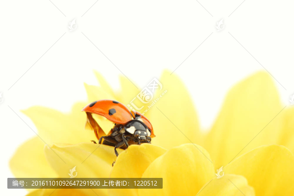 在黃色的花瓢蟲