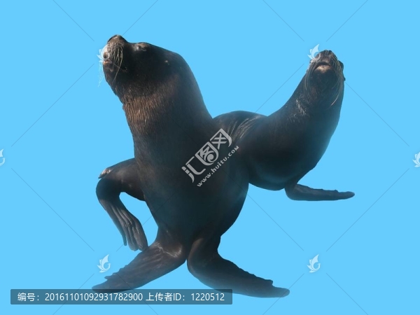 頑皮的海獅。