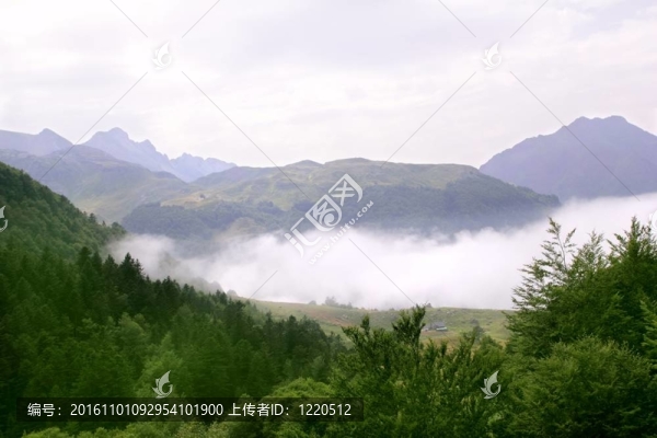 霧山霧照自然森林