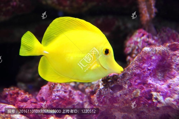 黃色的夏威夷唐sailfin熱帶魚