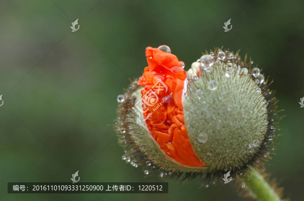 虞美人