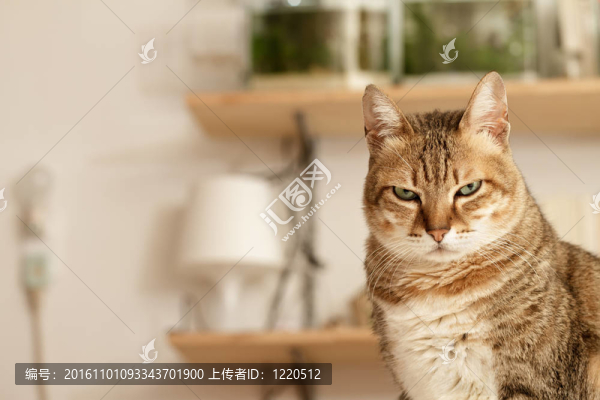 憤怒的貓
