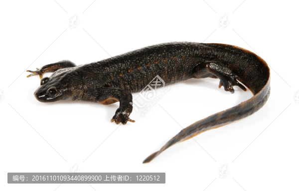 紐特（Triturus,vulgaris）