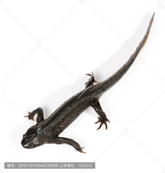 紐特（Triturus,vulgaris）