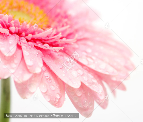 粉色非洲菊