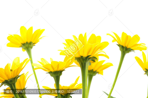黃色的雛菊