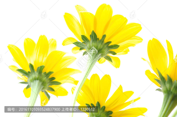 黃色的雛菊