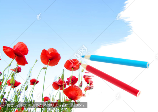 鮮紅的罌粟花