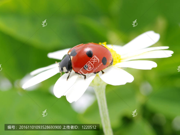 瓢蟲