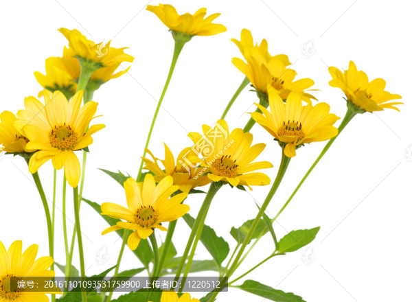 黃色的雛菊