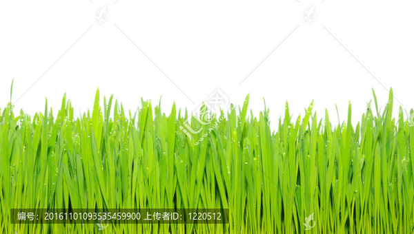綠色的草
