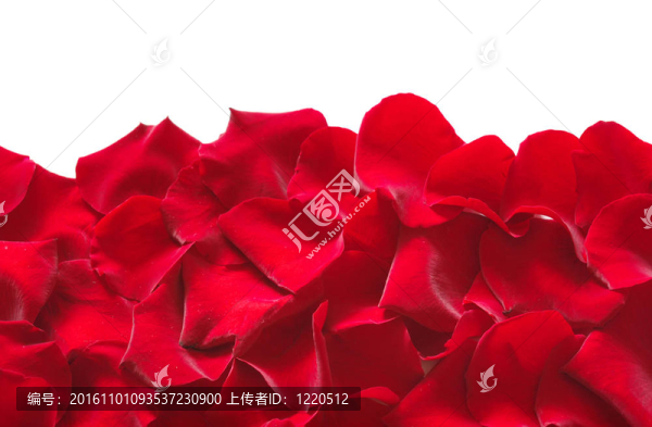 玫瑰的花瓣