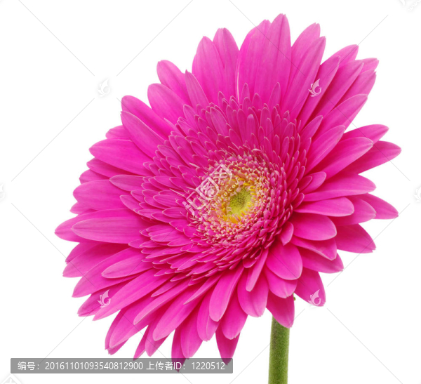 太陽花