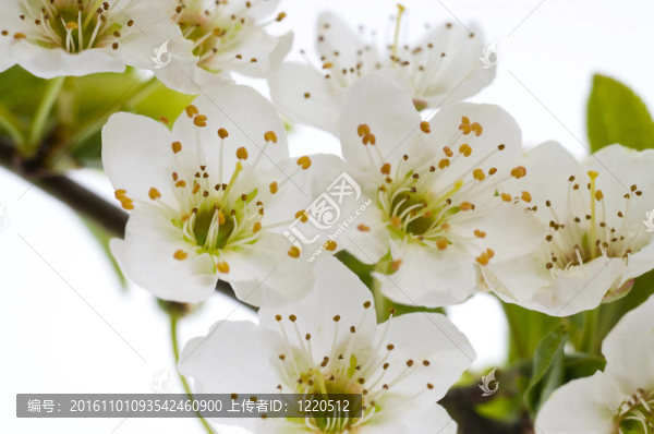 梅花樹花