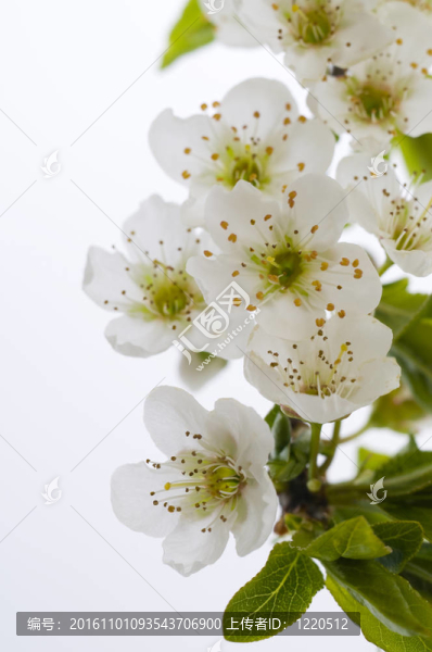 梅花樹花