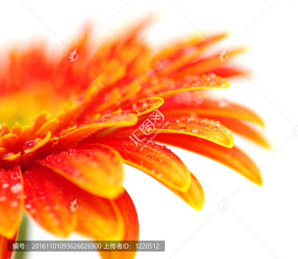 橙色非洲菊