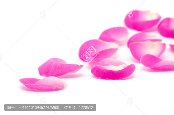 粉紅玫瑰的花瓣