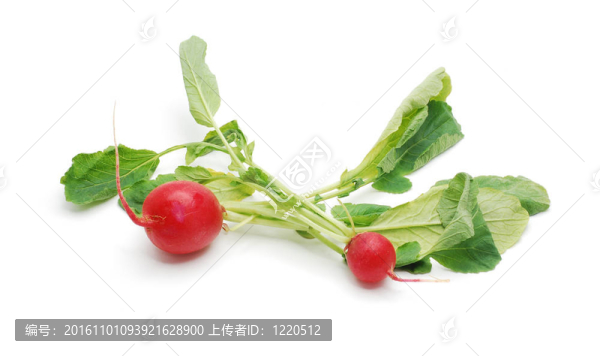 蘿卜