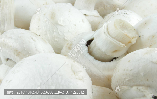 白蘑菇