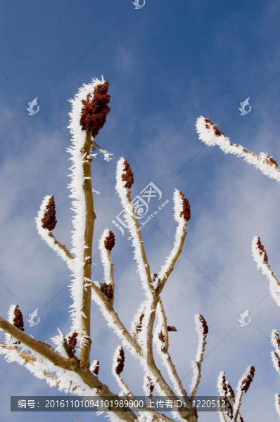 毛枝植物-匯圖網(wǎng) www.fosd68.com 毛枝植物