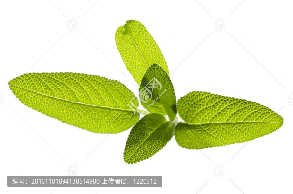 鼠尾草葉