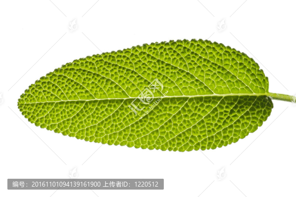 鼠尾草葉