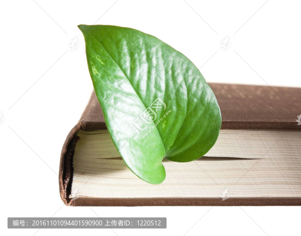 書(shū)中的綠葉書(shū)簽
