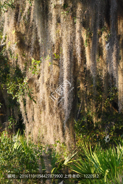 西班牙苔蘚（Tillandsia,usneoides）