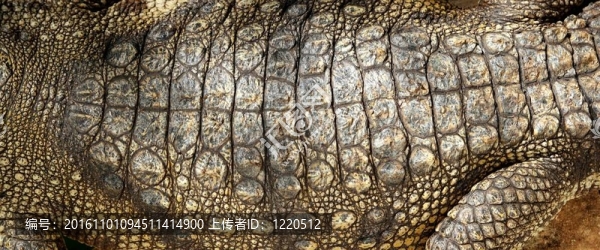 活鱷魚真皮膚宏紋理細節(jié)