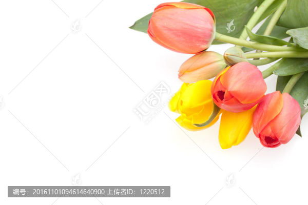 紅色和黃色的郁金香