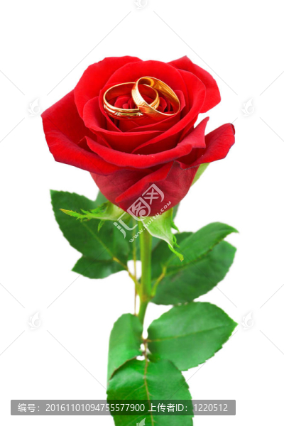 玫瑰和結(jié)婚戒指