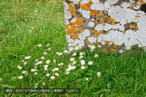 花；草和地衣