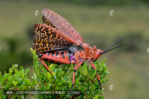 Pyrgomorphid蚱蜢
