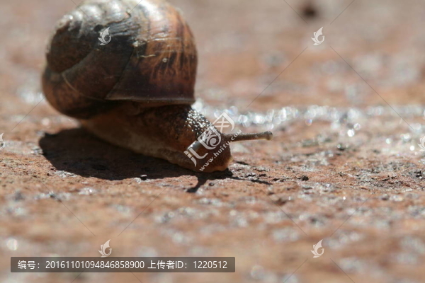 蝸牛