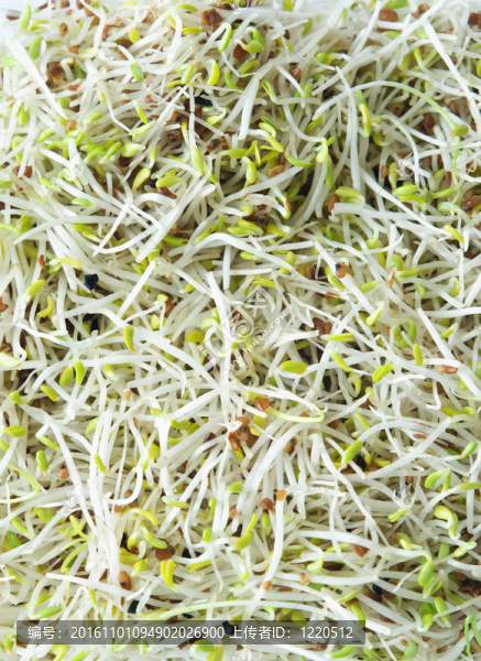 紫花苜蓿和韭菜豆芽