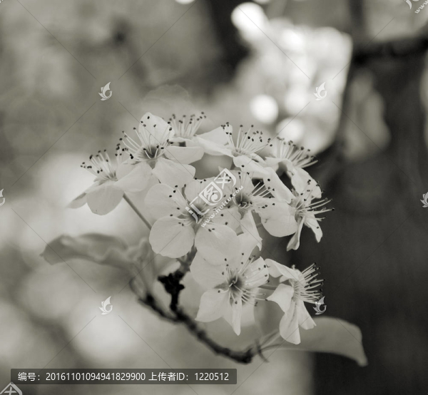 白色的花朵