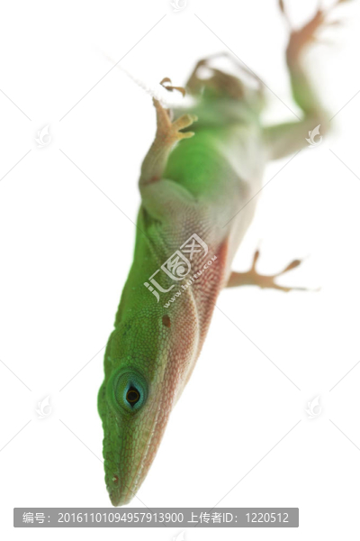 蜥蜴