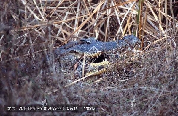 獵物